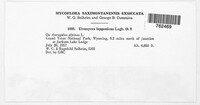 Uromyces lapponicus image
